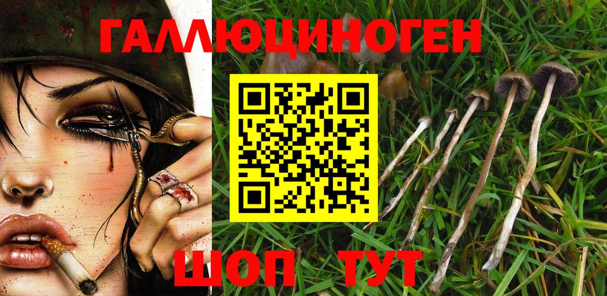 Псилоцибиновые грибы Psilocybe  Вход с VPN  Курчалой 