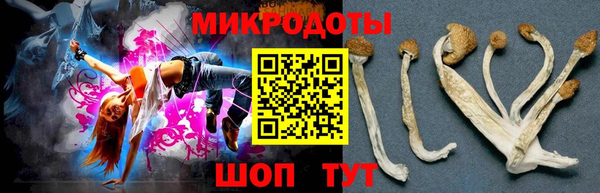 Псилоцибиновые грибы Psilocybe Курчалой